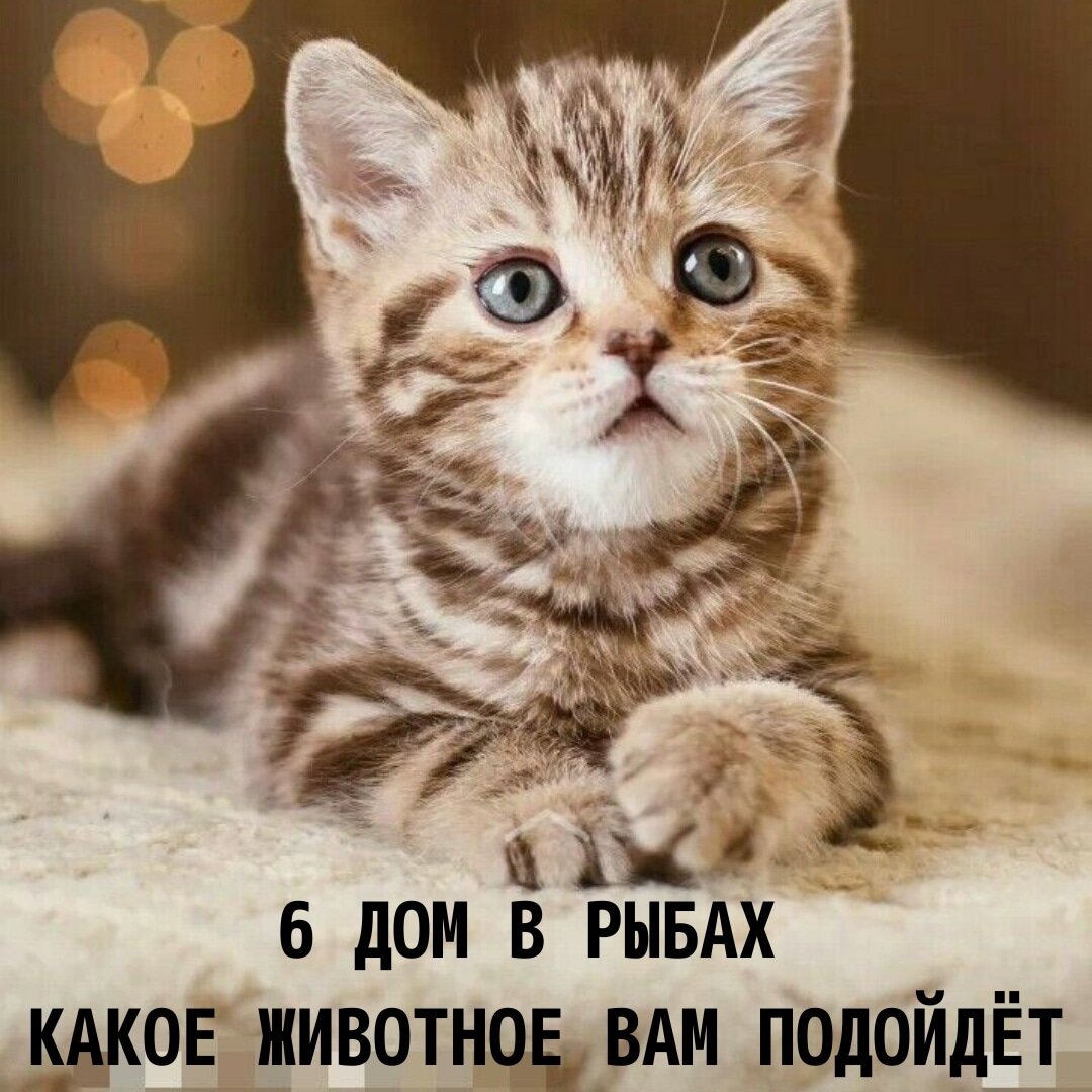 @astrolog_golubalena 