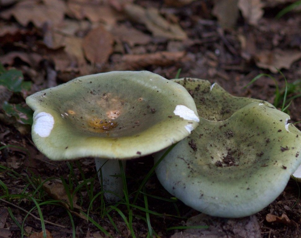 Фото из семейного архива автора