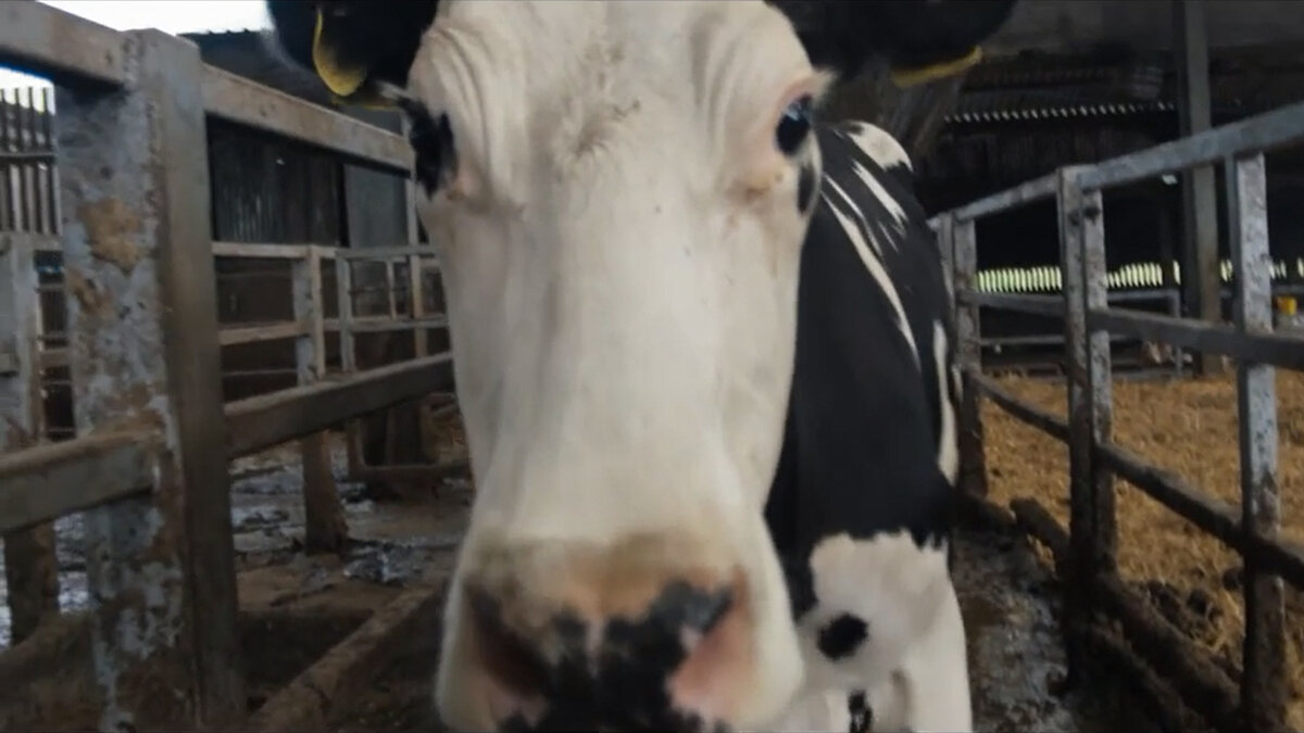 Кадр из кинофильма "Корова"