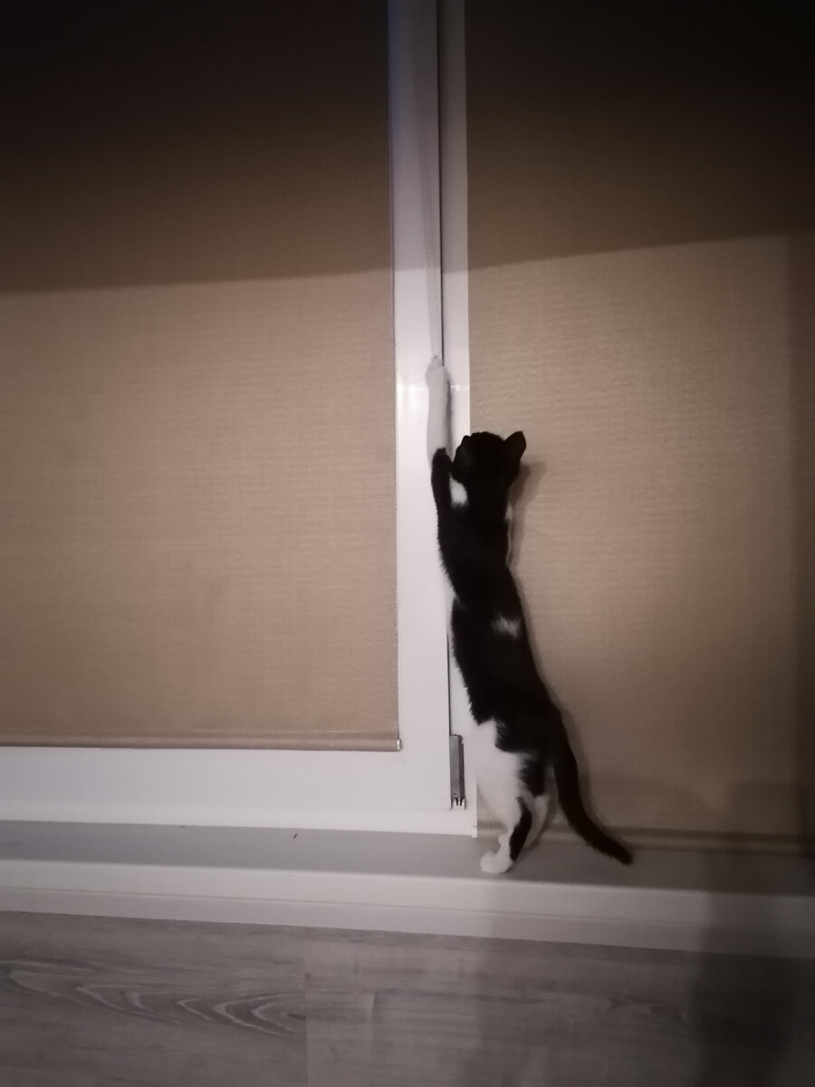 Что сама? Не могу я сама. Лапки у меня!