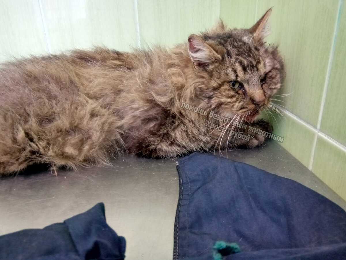 Бездомный котик неделю не мог есть и пить, это стало для него спасением ...