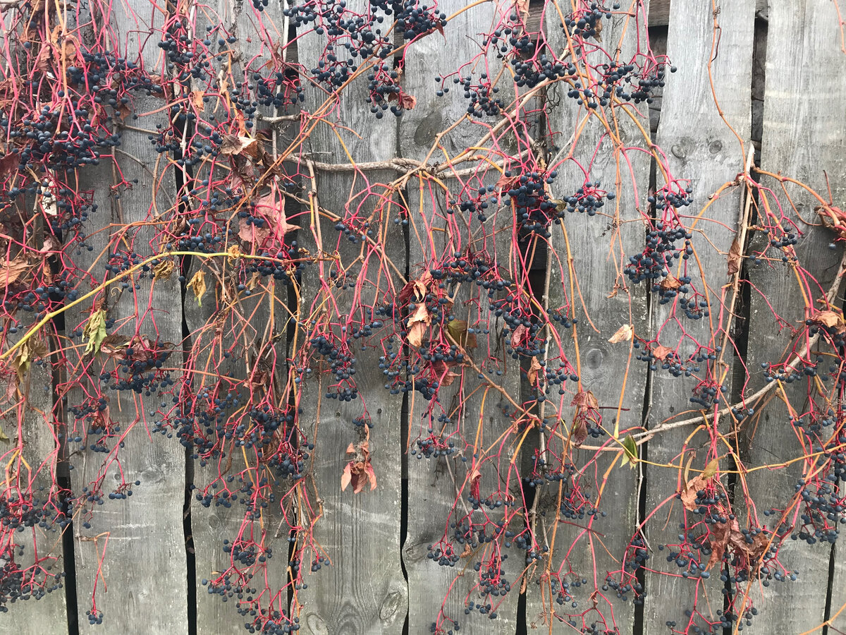 Виноград пятилисточковый или девичий.