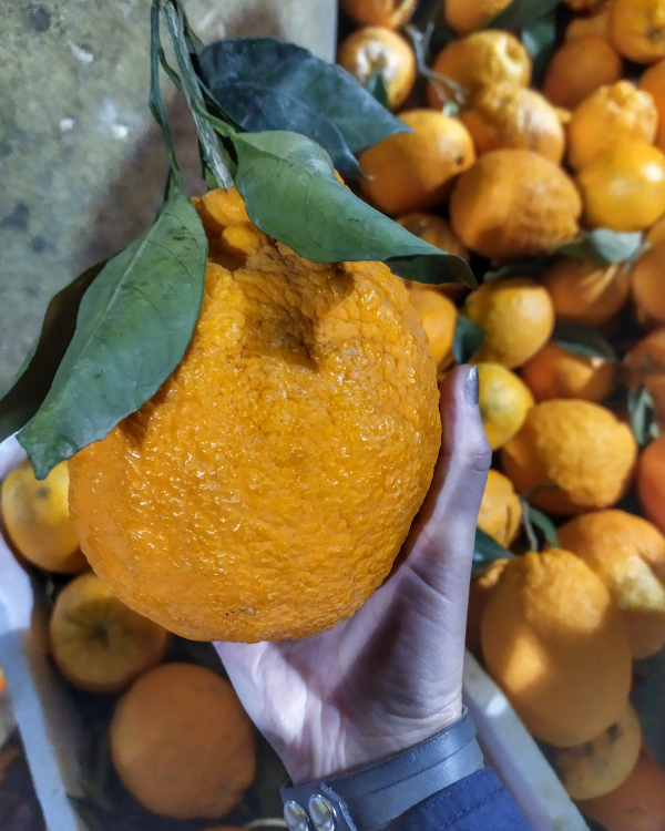 Гигантский апельсин