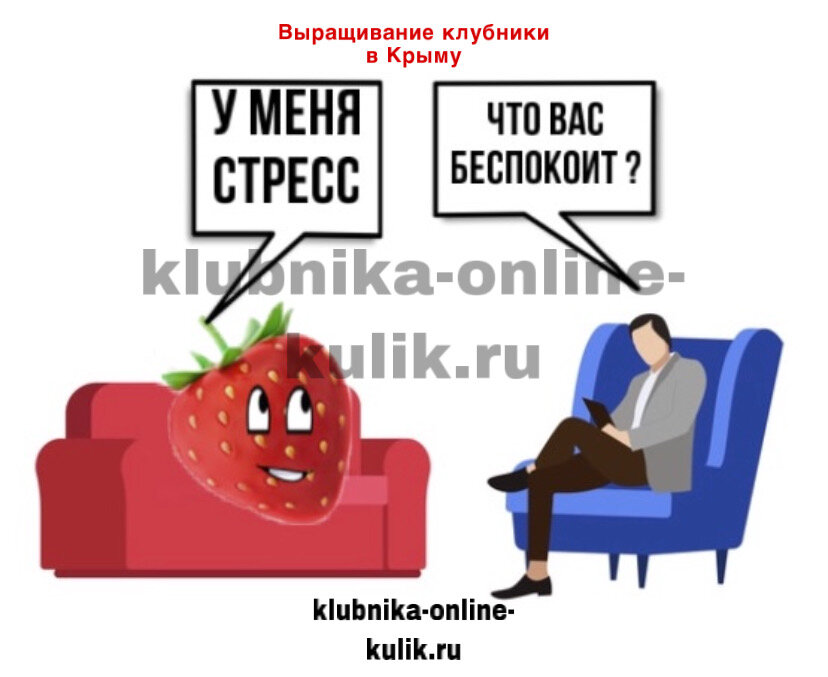 Стресс для клубники серьезный фактор 