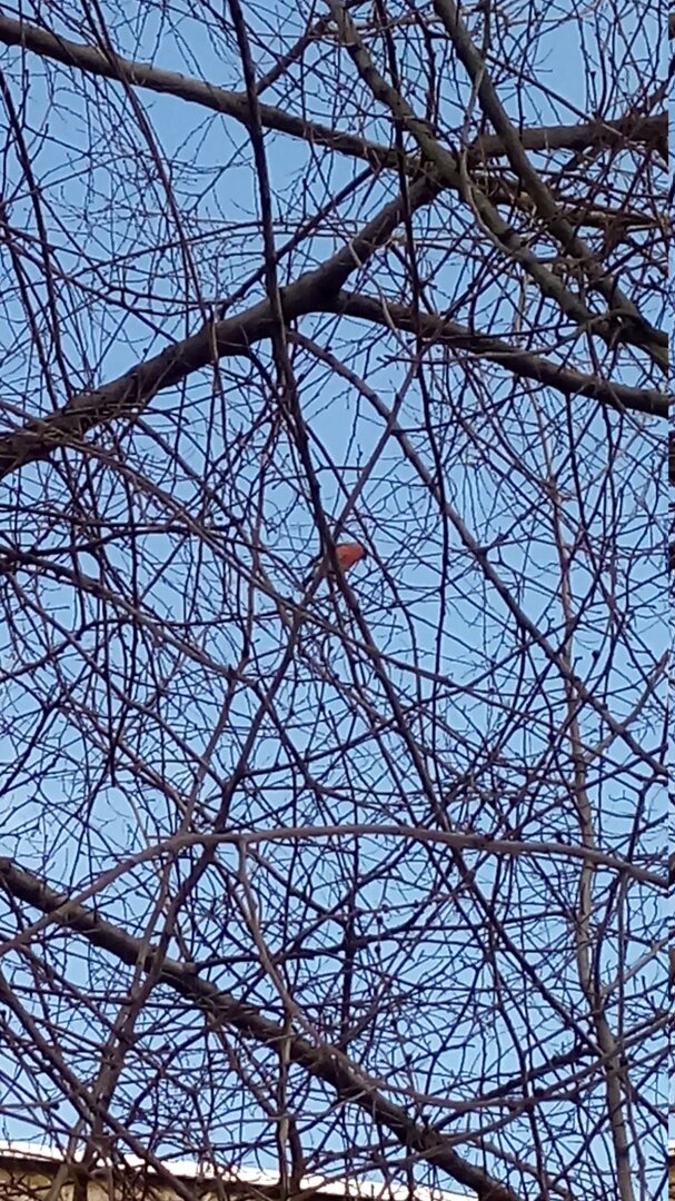 Услышав мои добрые слова в адрес красногрудой птички, Захар, качающийся на качелях, стал с азартом снегиря выгонять, говорить ему "кыш, кыш отсюда, снегирь! Улетай!" И не угомонился, покуда птица не улетела. Конечно, снегирь сам решил, куда и когда ему лететь) А мое огорчение из-за отлета птички вызвало у сына хохот и радость. Он в принципе равнодушен к окружающему миру, в частности к птицам и деревьям, и мои радость и огорчение вызвали в сыне желание усилить эмоции