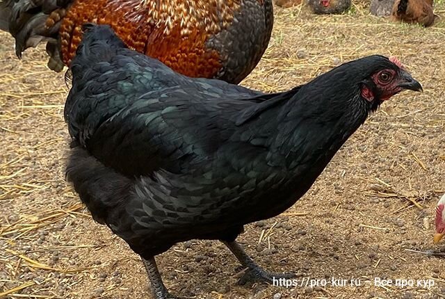 История происхождения