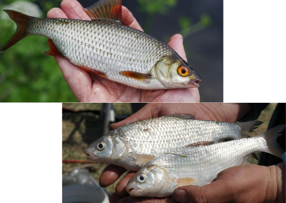 Слева-плотва. Справа-вобла.