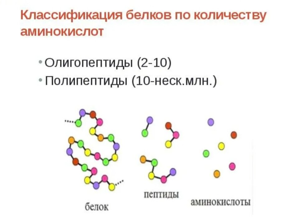 Из скольких аминокислот состоят белки. Аминокислоты и белки классификация. Аминокислоты пептиды белки. Классификация белков и аминокислот. Классификация белков по количеству аминокислотных звеньев.