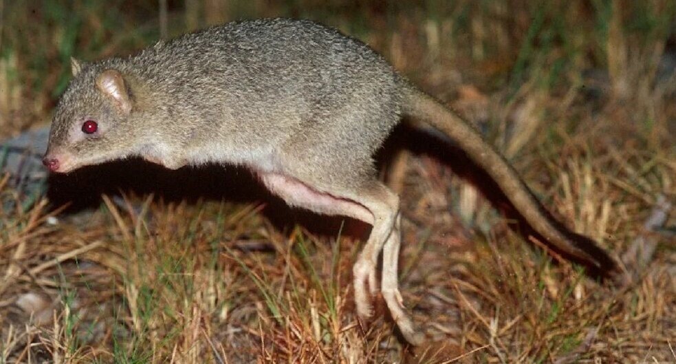 Крыса потору на картинке