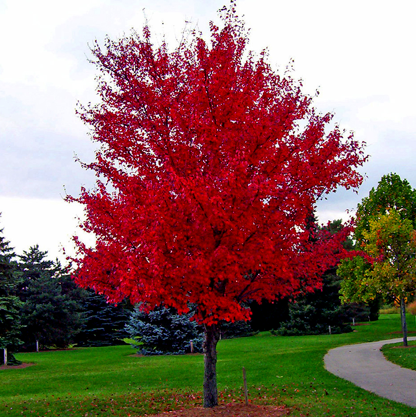 клен красный acer rubrum