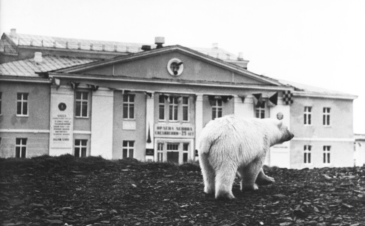 Белые медведи на Севере. На испуг их не возьмёшь, а с человеком они не  церемонятся | ШЕСТЬ ОКЕАНОВ | Дзен