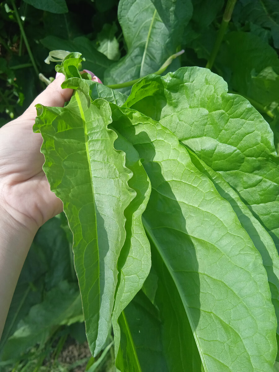 Собираю молоденькие листья