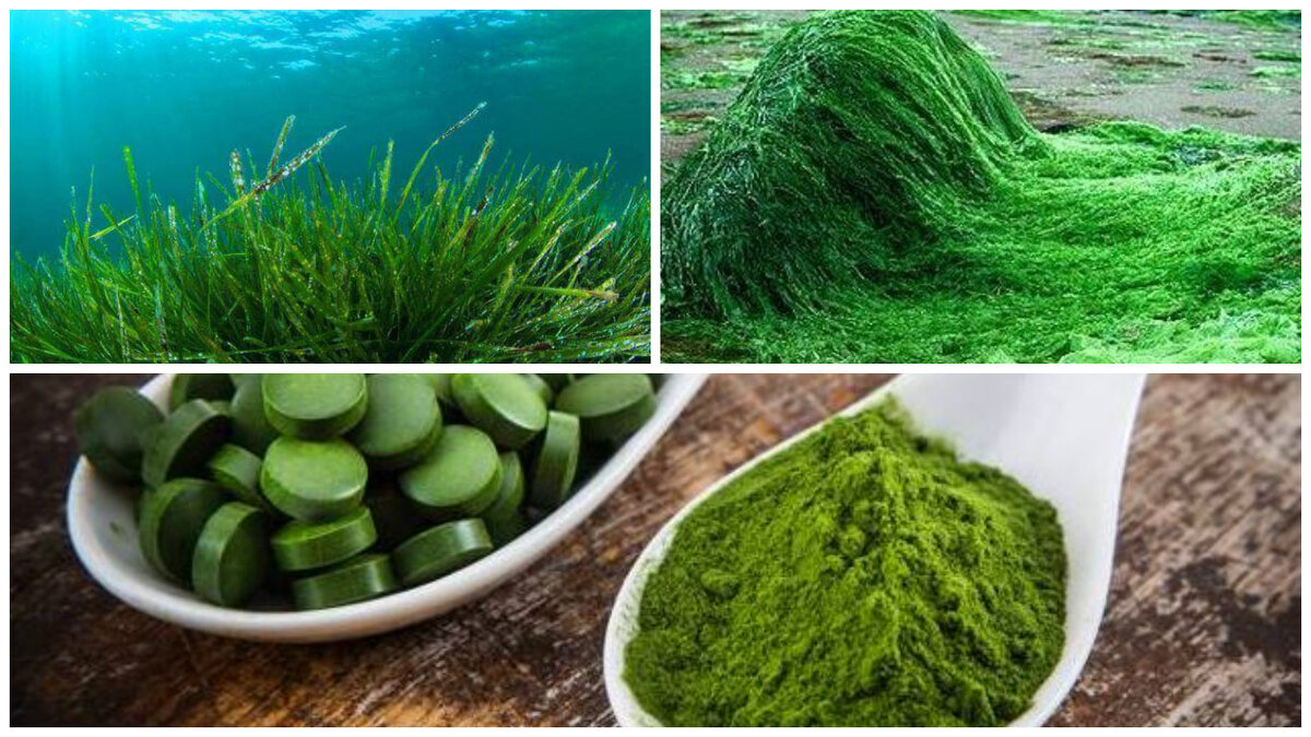 Морская водоросль хлорелла. Spirulina водоросль. Синезеленая водоросль спирулина. Хлорелла водоросль. Спирулина хлорелла ламинария.