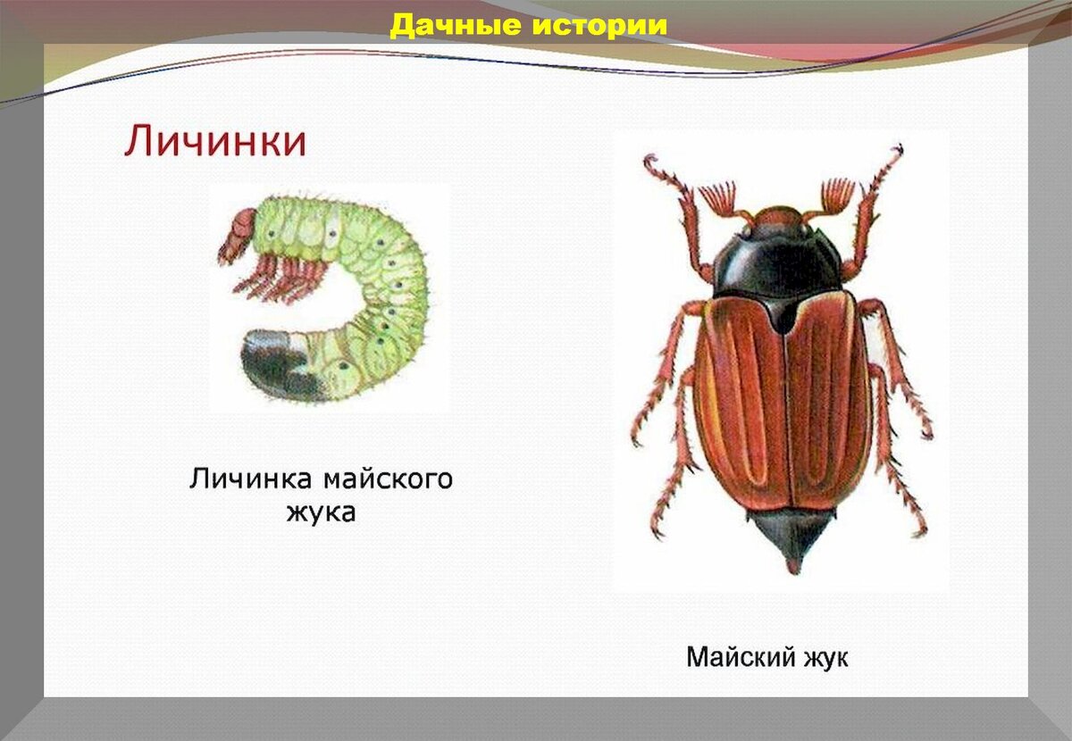 Подробно о обработке сада от различных вредителей: до, во время и после  цветения | Дачные истории | Дзен