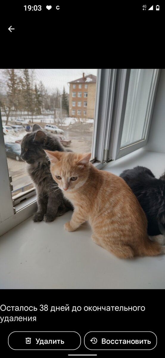 Все они долго лечились от лишая. В Нефтекамске этих животных как правило просто усыпляют, потому что никому не охота брать на себя ответственность.  Либо с ними плохо обращаются на улице. И в итоге животные погибают.