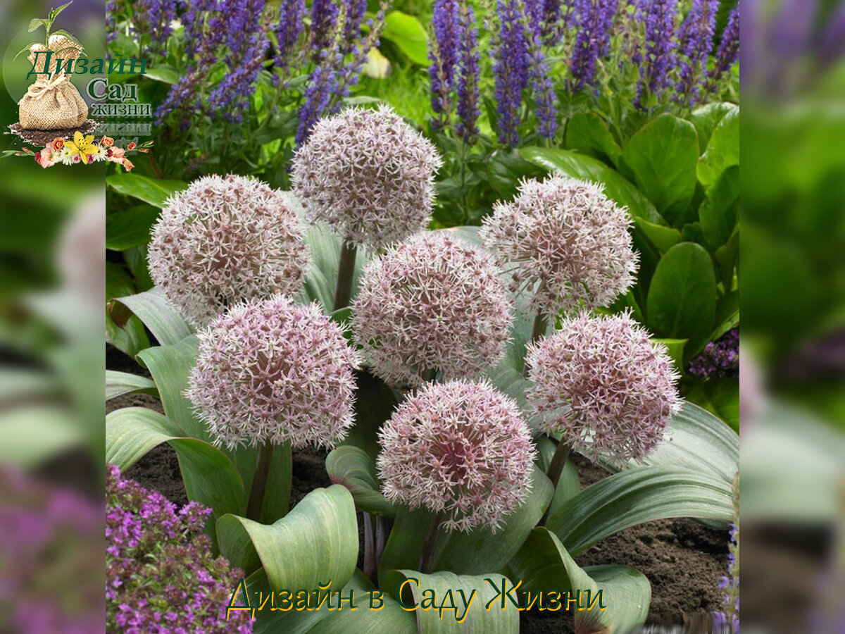 Брассика ред крейн. Аллиум айвори квин. Декоративная капуста крейн пинк. Globemaster аллиум. Капуста декоративная нагойя красная f1 (гавр).
