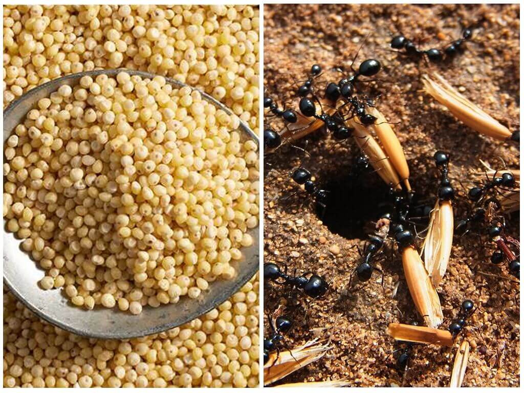 Пшено от муравьев в огороде. Фото из открытых источников "Яндекс картинки"