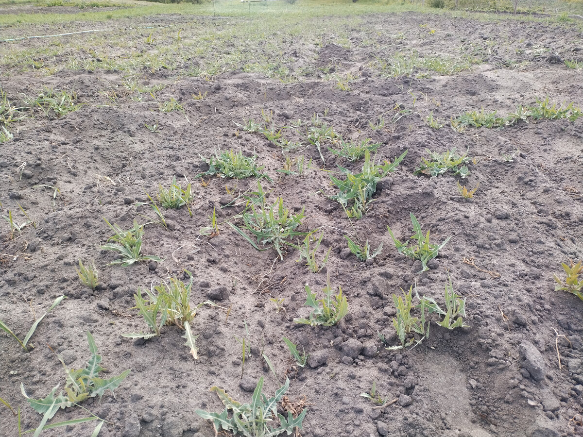 А вот это оставшийся необработанный край гряды. Примерно вся такая и была...