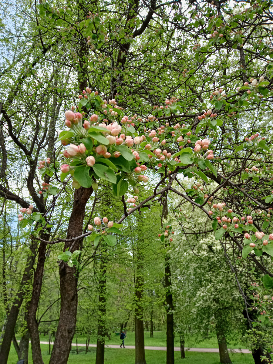 Гуляли вчера с внуком в парке. Майская природа удивительно хороша! 