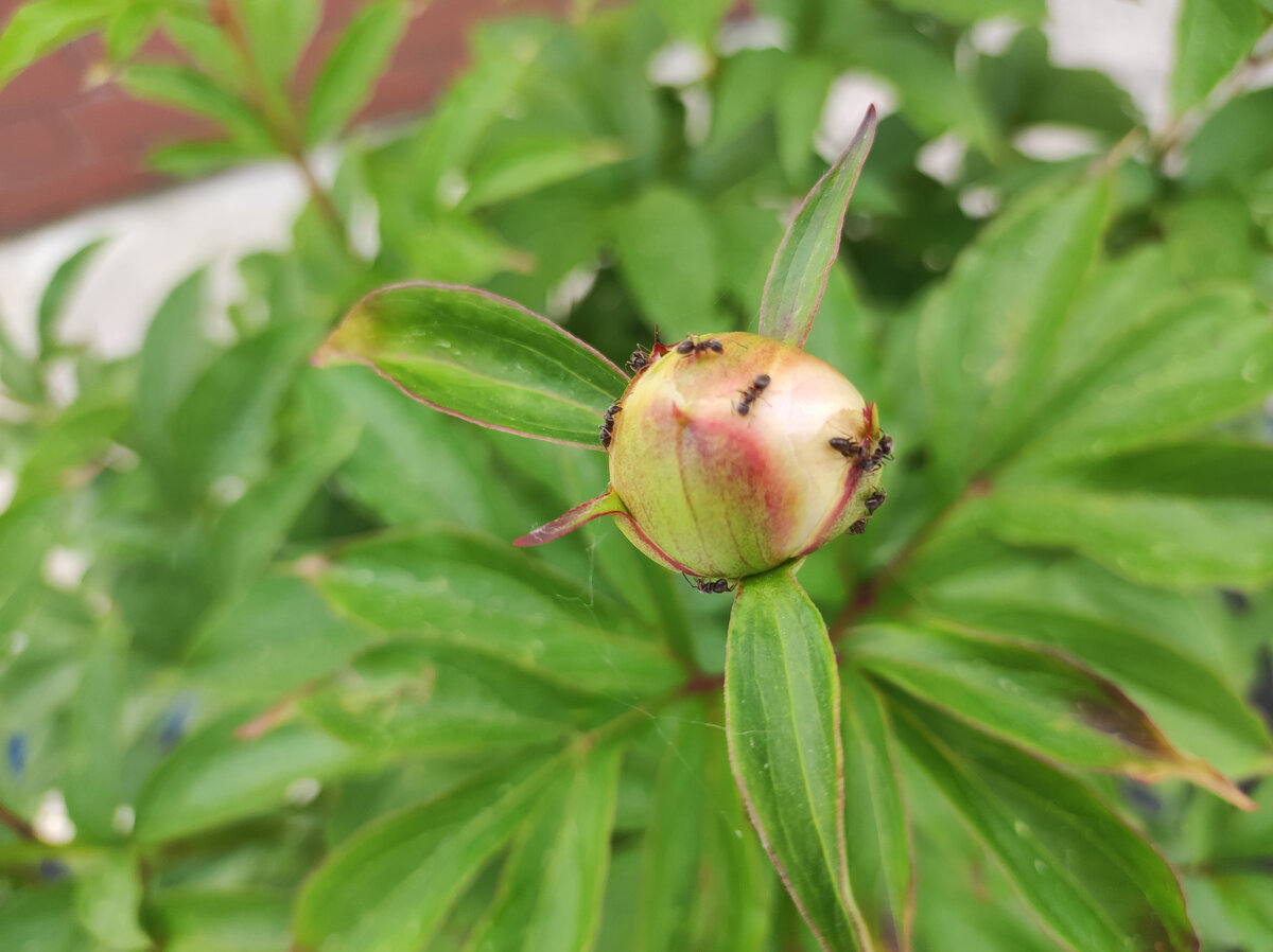 Фото автора, муравьи на бутоне пиона, июнь 2022 года