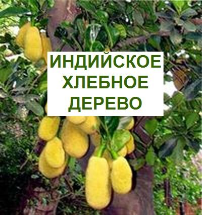 индийское хлебное дерево