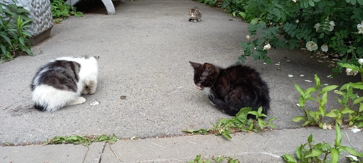 Фото авторов. Новые котята.