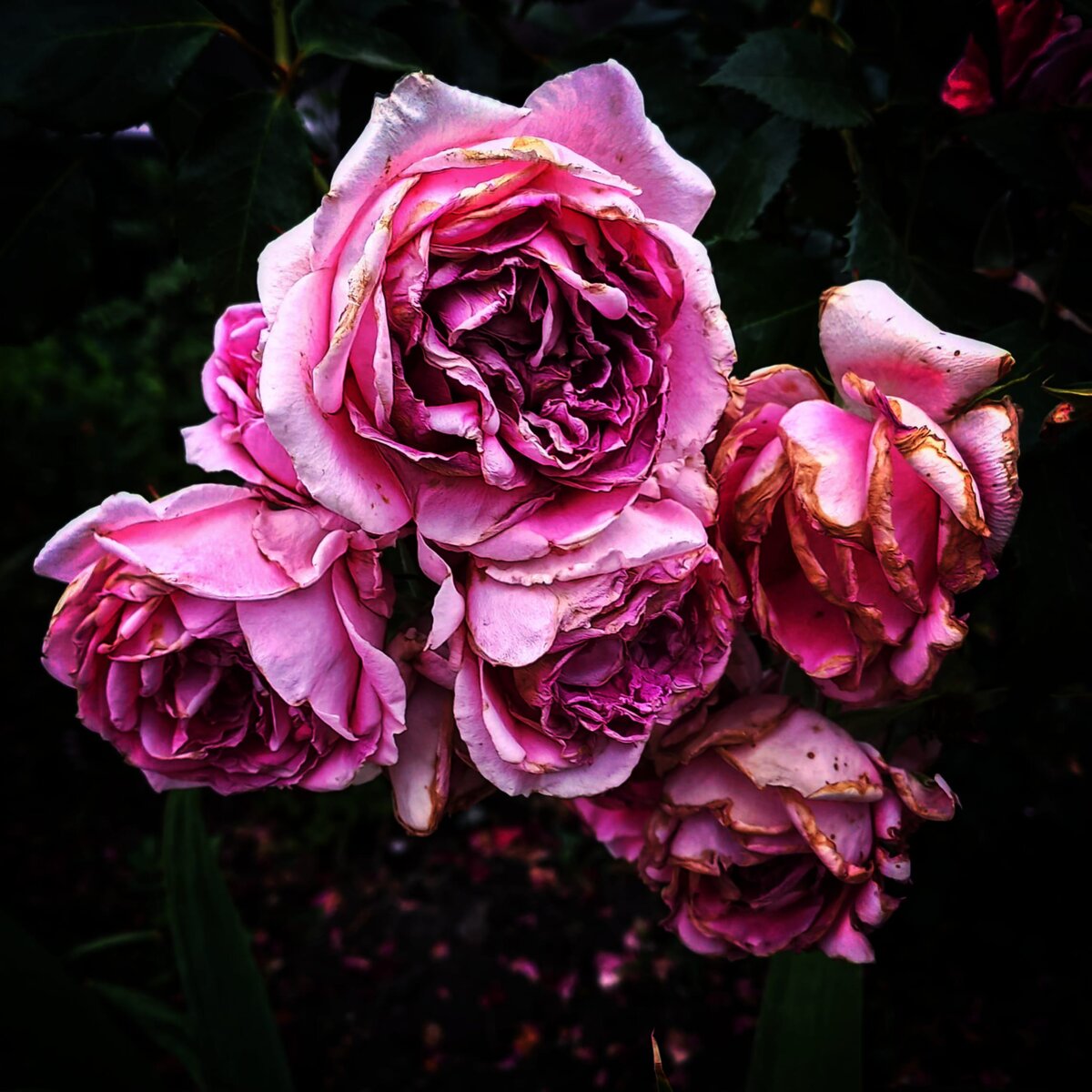 Фото ранее публиковалось в моем аккаунте инстаграмм (запрещен в РФ) ferrowalice а так же на моем канале дзен ДРОНОВА I DRONOVA