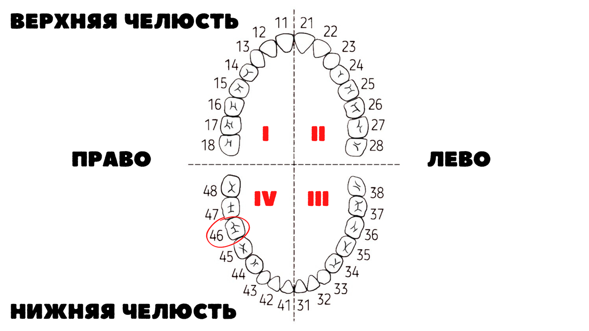 Зуб 5 верхний