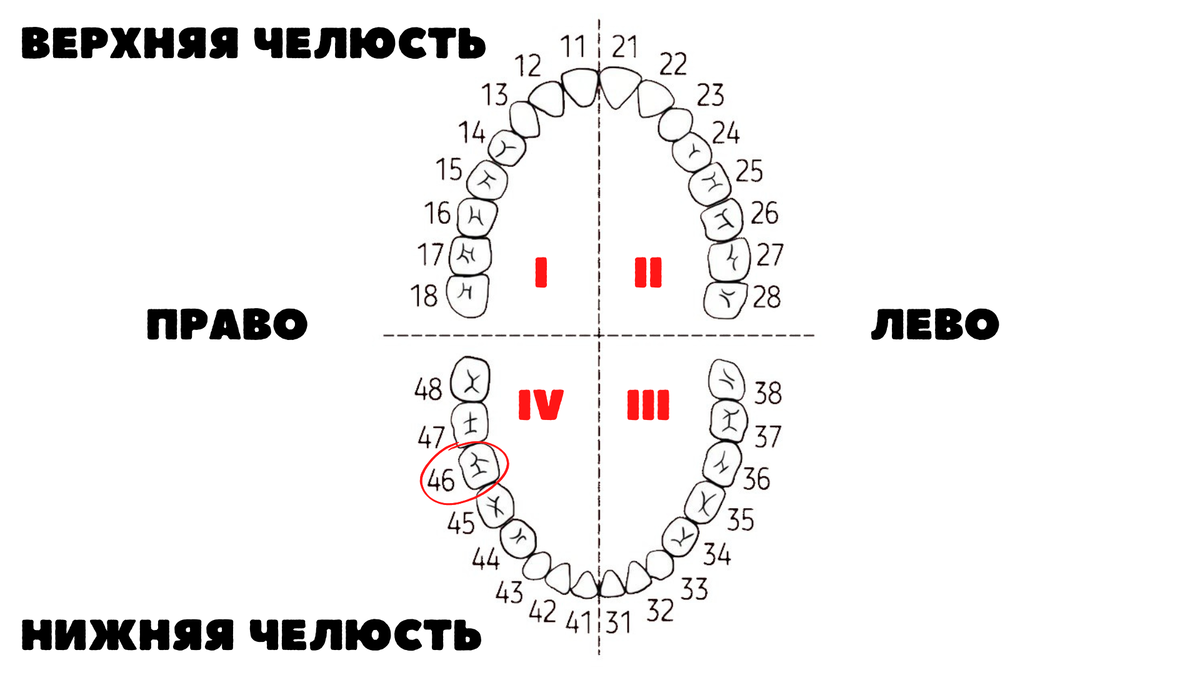 Нумерация (номера) зубов в стоматологии – схема у взрослых, как считать зубы по номерам