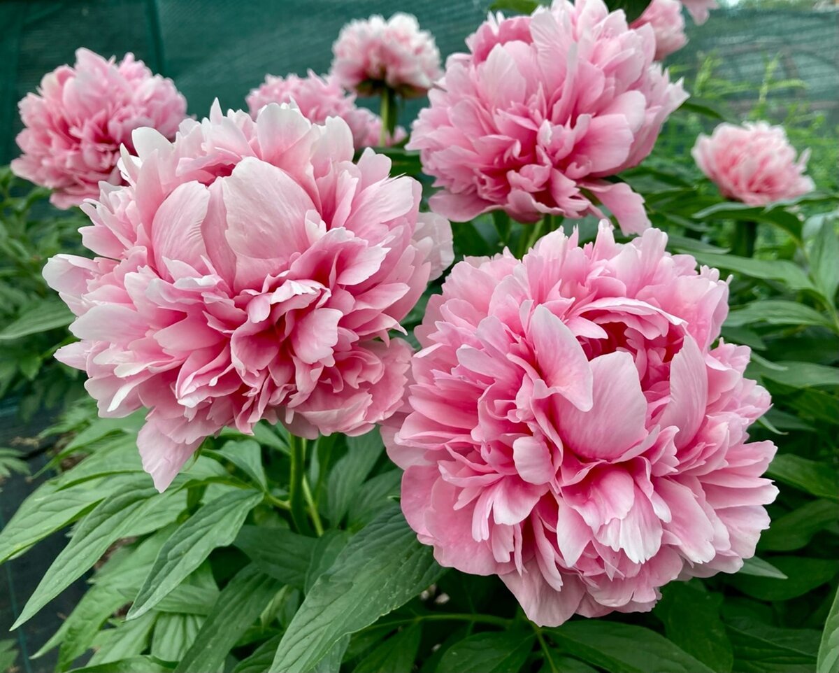 Bess Bockstoce (Bockstoce, W.S. , 1955 год ) , фото Игоря Степанова , https://ogarden.ru/