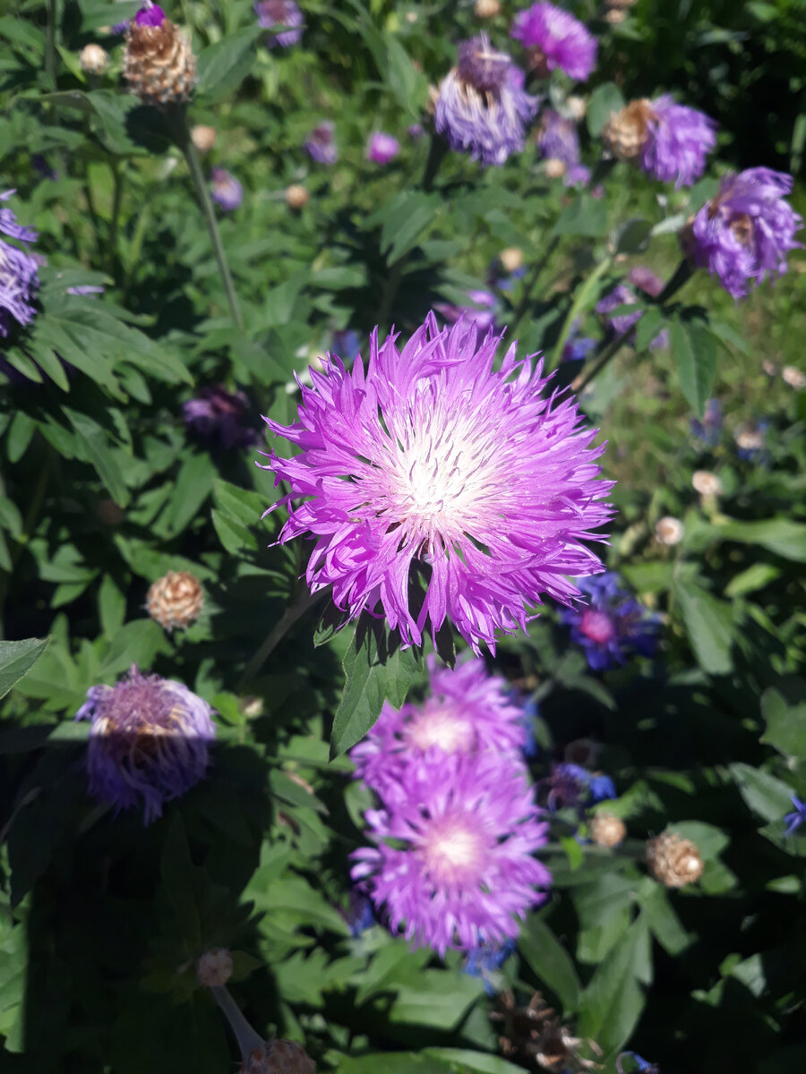 Цветы чисто отвлечься