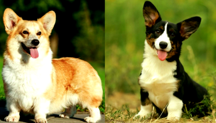 Вельш-корги-пемброк и Вельш-корги-кардиган - 2 ветви породы Вельш-корги