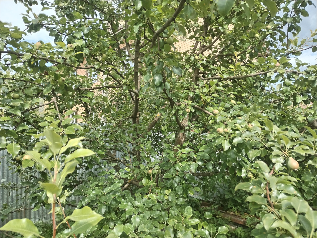 А плодов - полно. И очень сладкие!