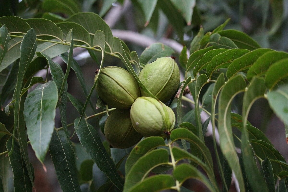 Орех грецкий (Juglans Regia)