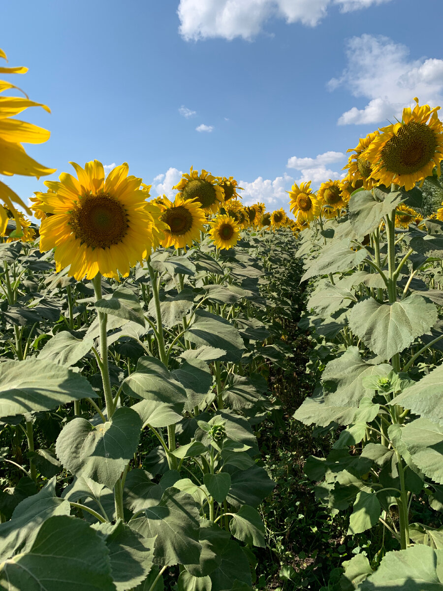 Солнечные цветы🌻🌞💖