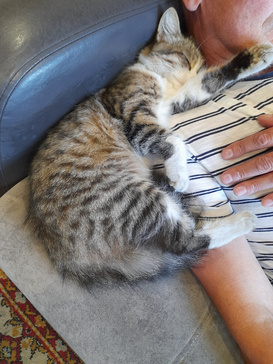 На хозяйском плече то всяко лучше и теплее....