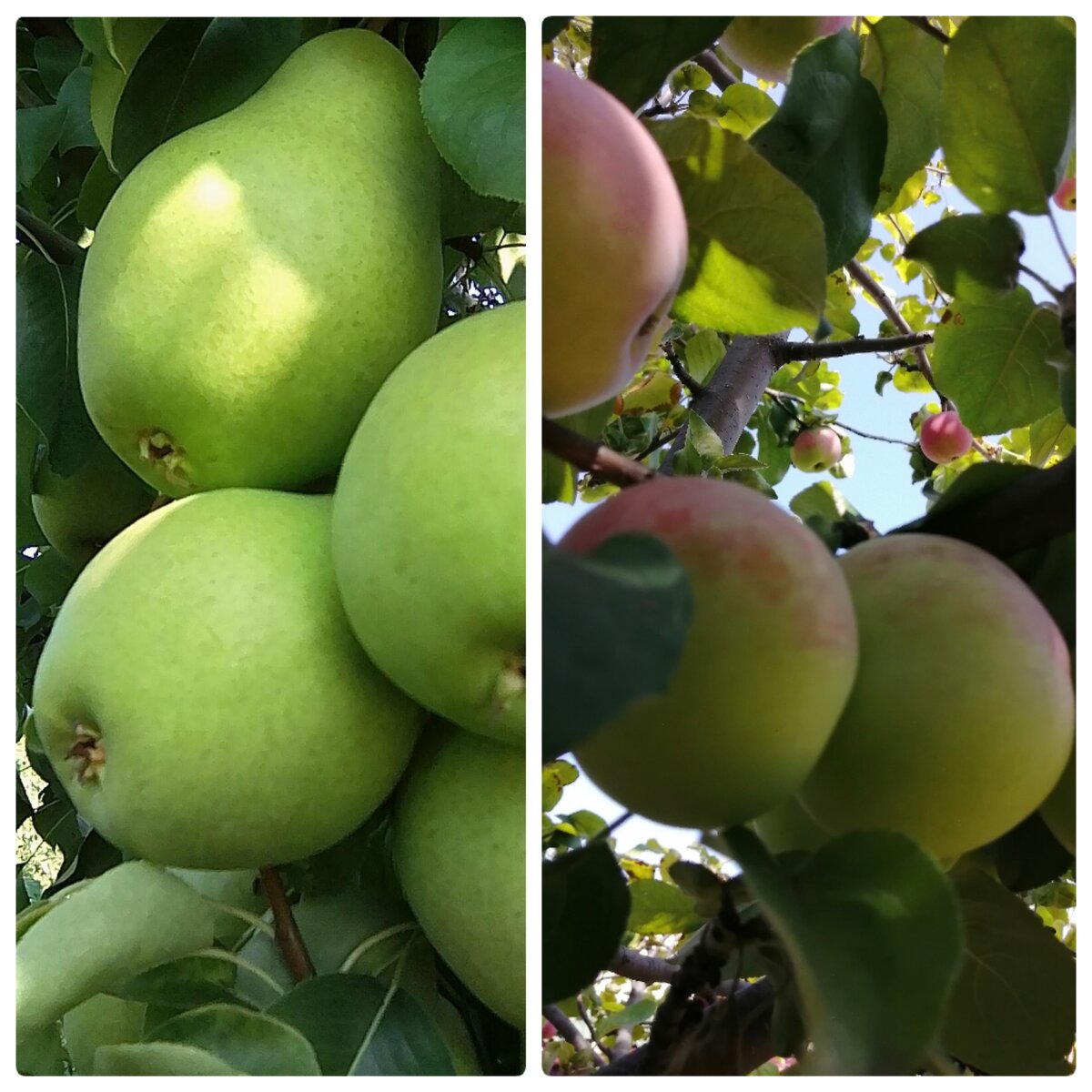 Наши плодовые деревья. Коллаж из фото автора. 