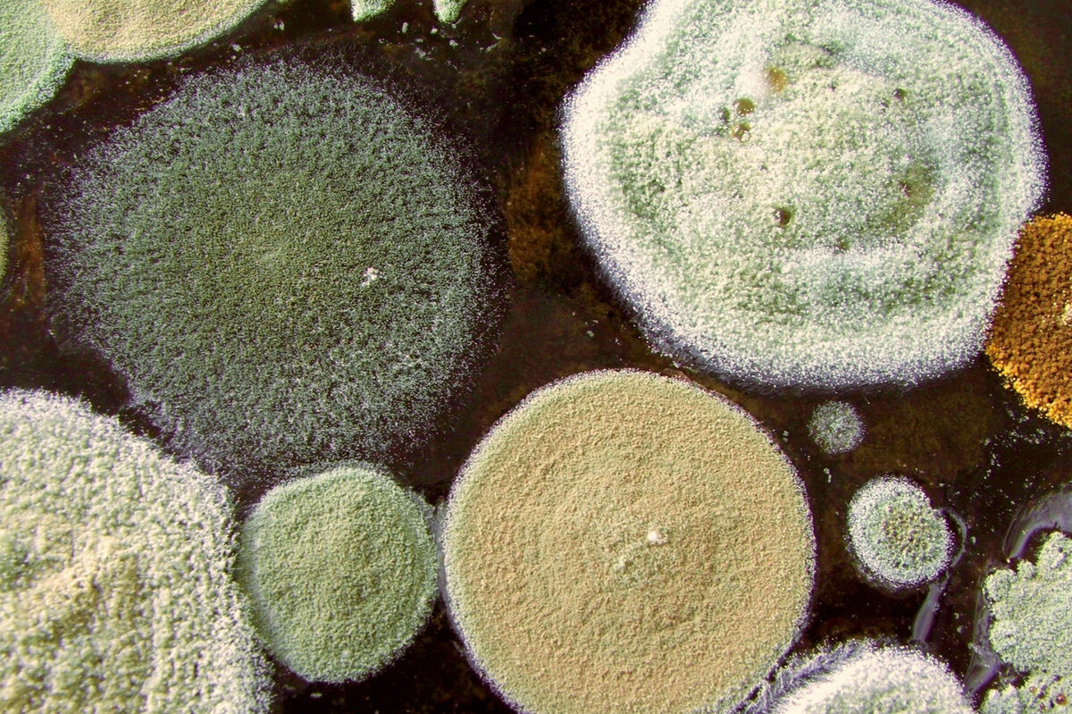     Плесень в теплице: срочно принимайте меры, чтобы не загубить урожай