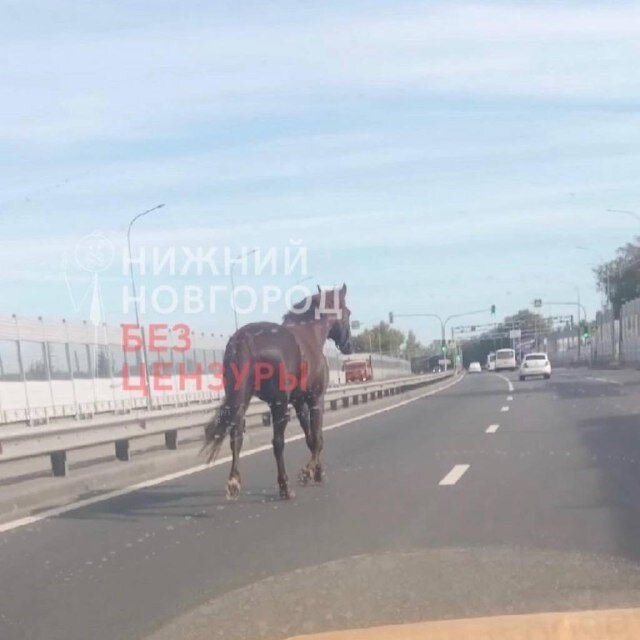    Один из автомобилистов решил проводить животное до ипподрома Арина Полтанова