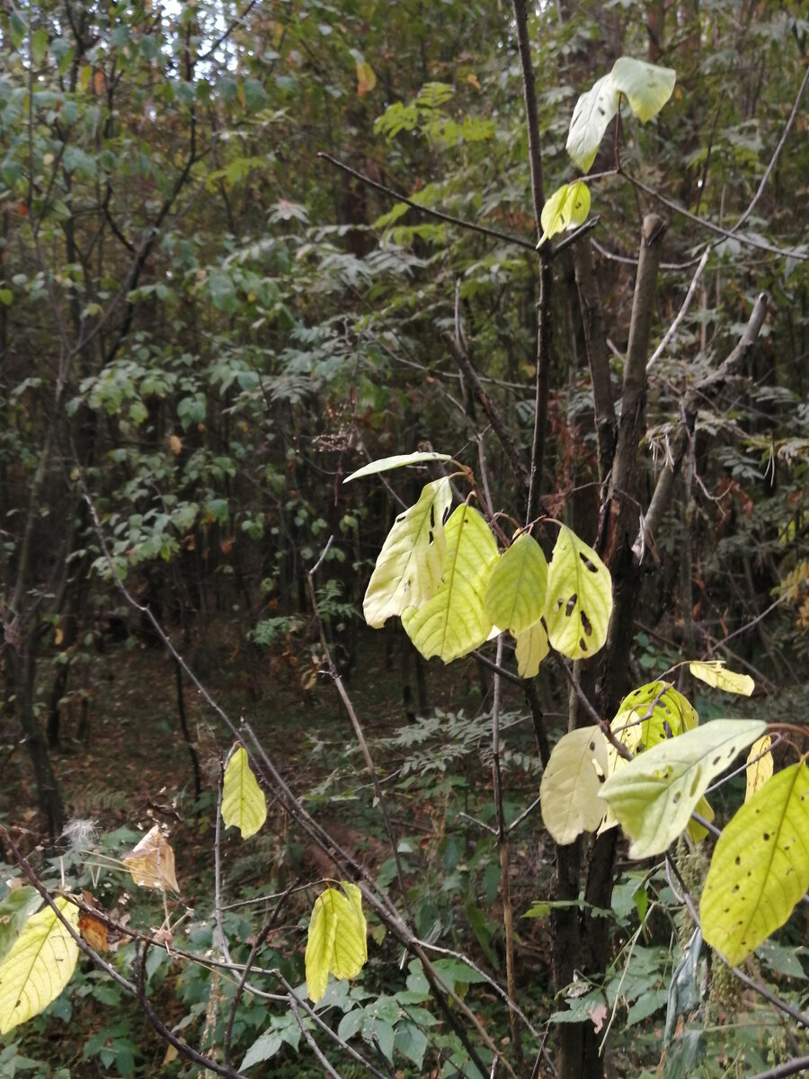 Кажется, это крушина?