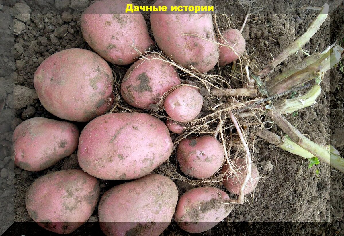 https://vk.com/photo-159774511_457255752