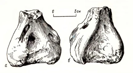 Голотип Brithopus priscus Kutorga, 1838