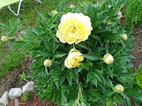 Бартзелла. Первое цветение. Июнь 2022.