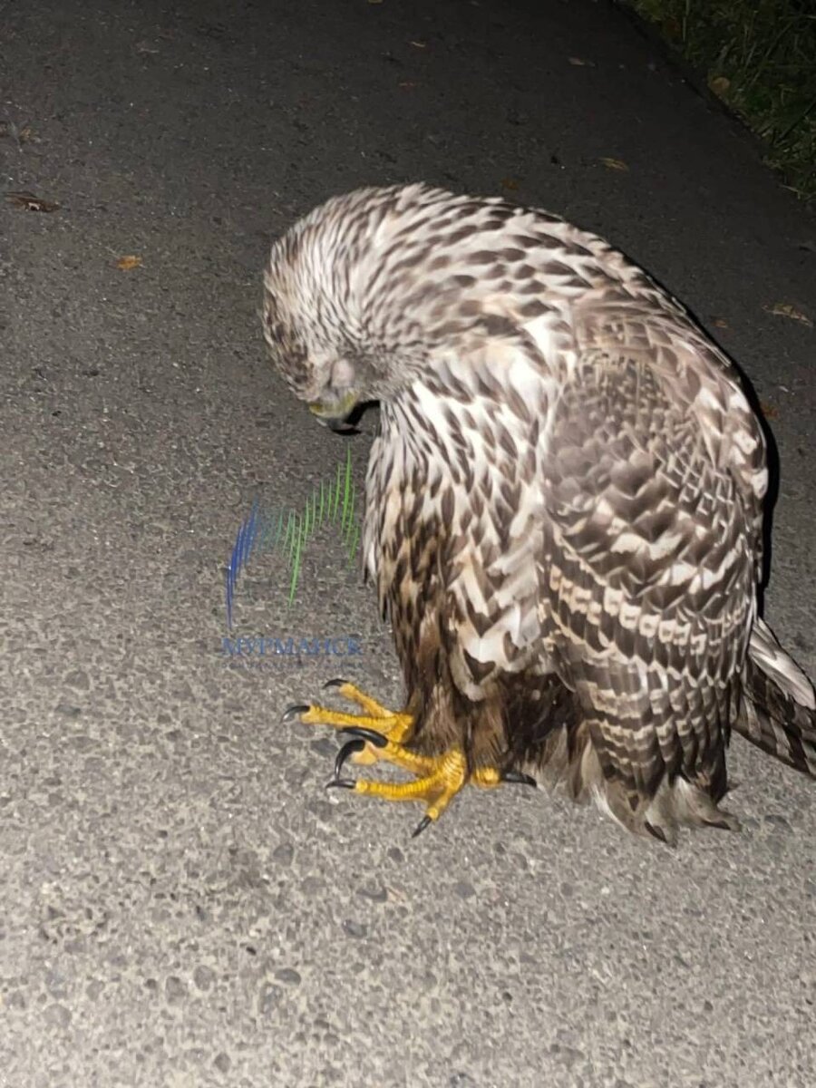     Сейчас самку ястреба-тетеревятника выхаживают специалисты. Фото: vk.com/murmanskgroup