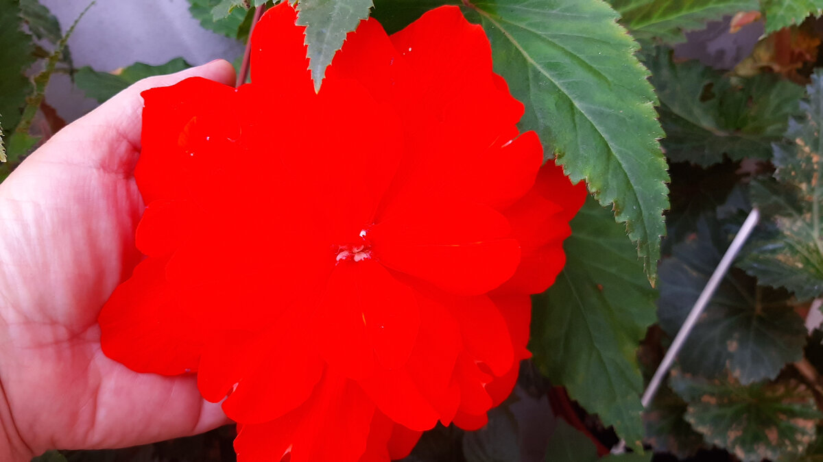 Бегония клубневая