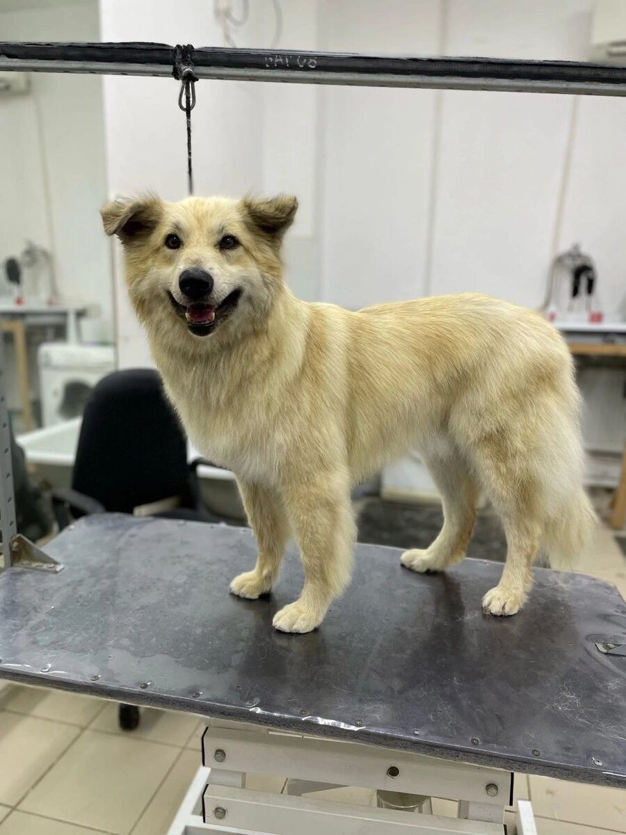 Этот медвежонок - Балу. У него был ужасный хозяин,  он бил собаку, не кормили. И ещё гнили заживо уши и иммуного ответа организма. Сейчас он живёт в хороших условиях, с препаратом апоквель. 