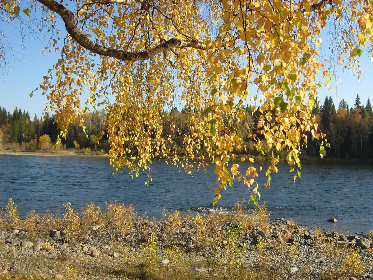 Осенний пейзаж в 5 минутах ходьбы от дома Игоря на реке Казыр.