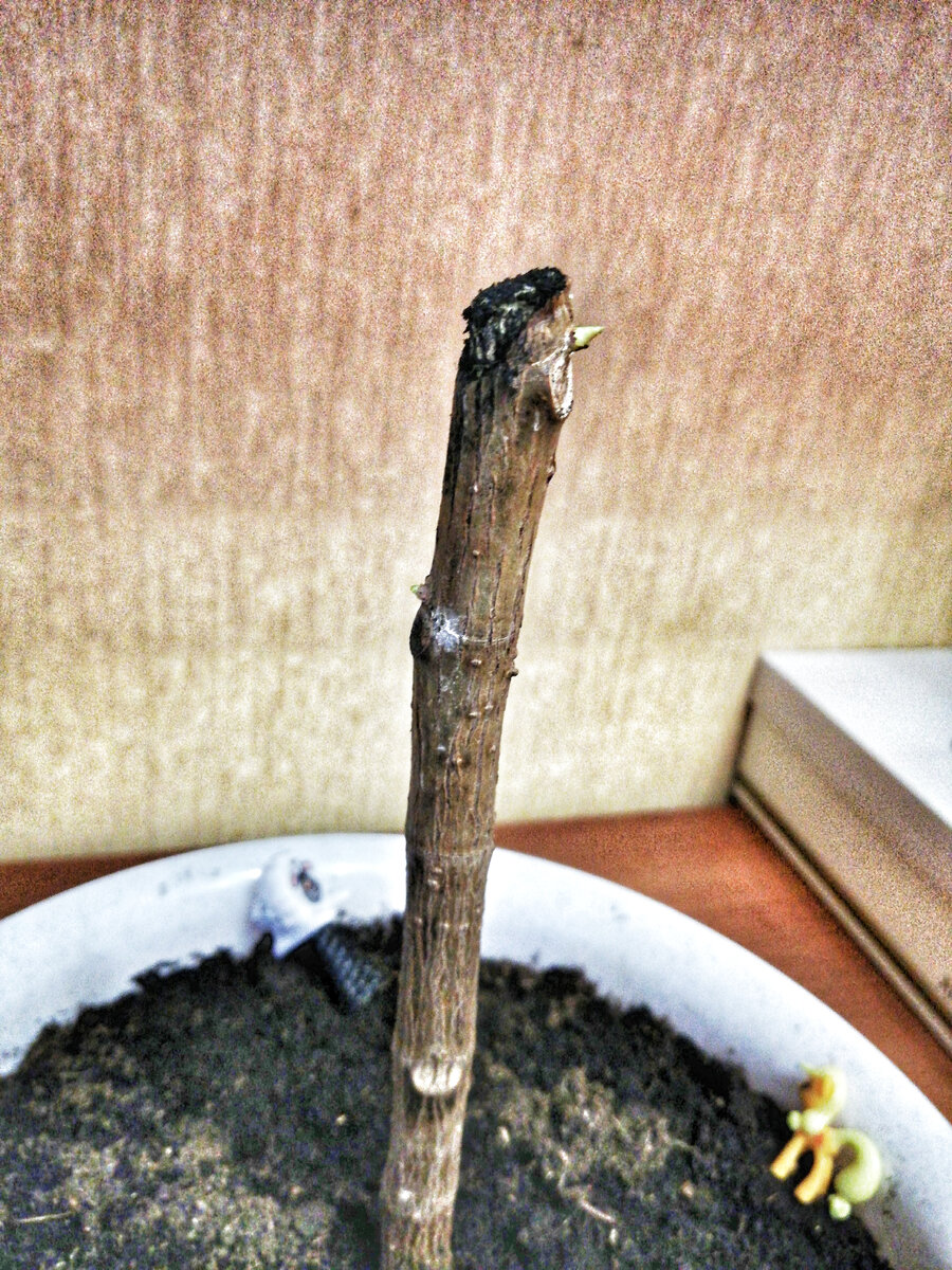 Через неделю проснулись почки. Листайте >>>>