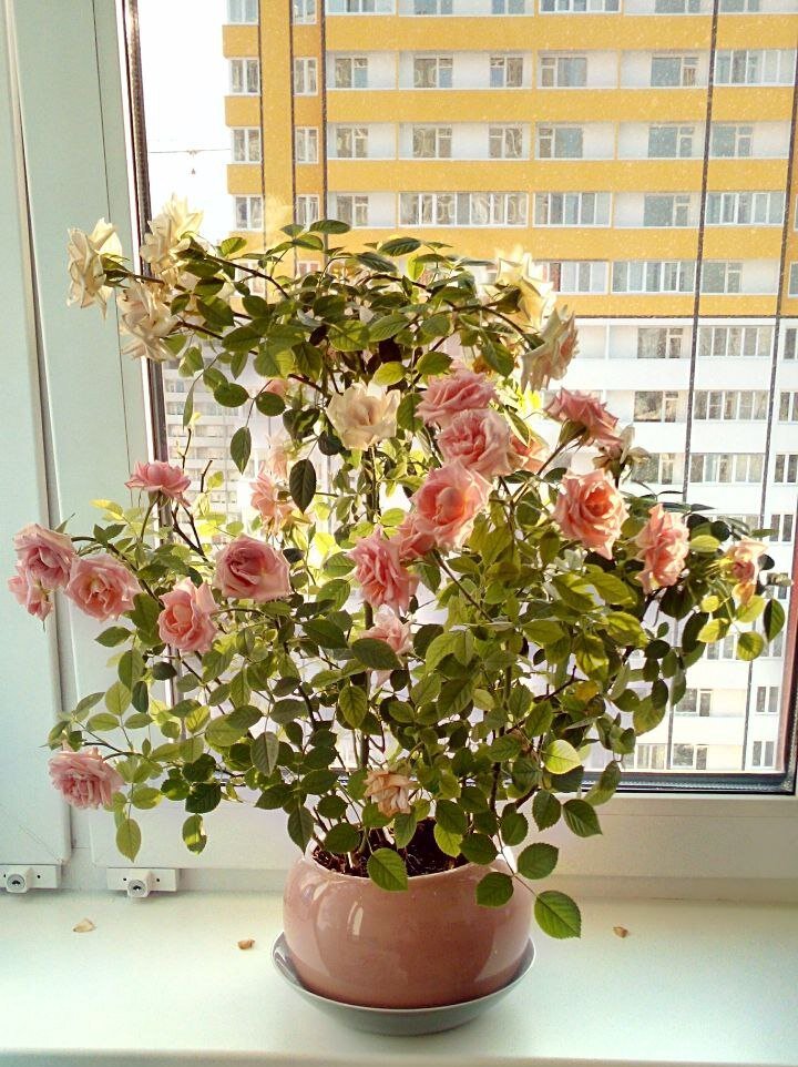 Прекрасно пережила клеща и вон как "заколосилась"