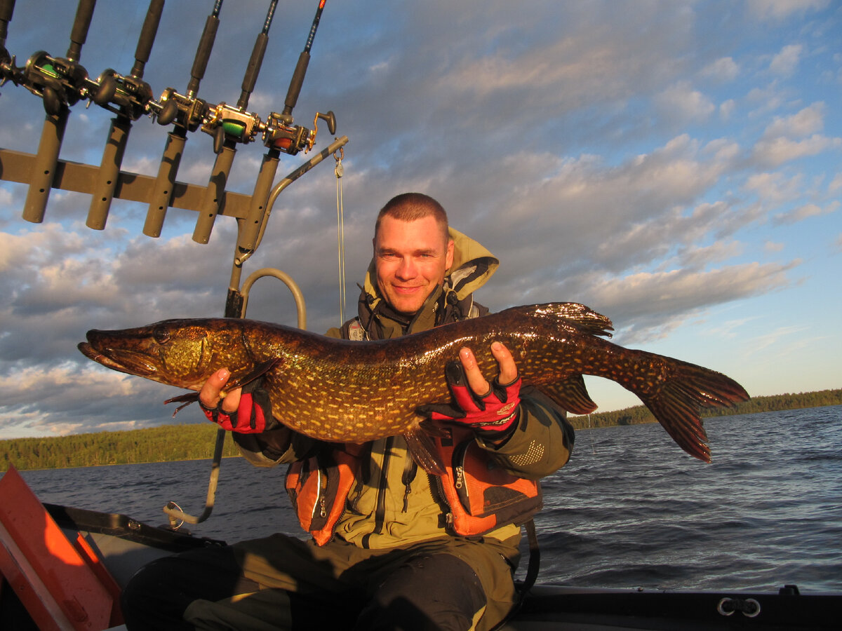 Щука на троллинг.